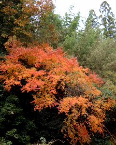 高槻の山の紅葉