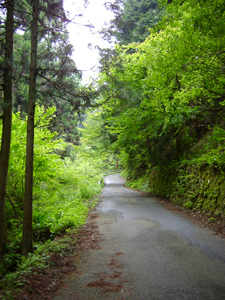 ウホッ、いい山道