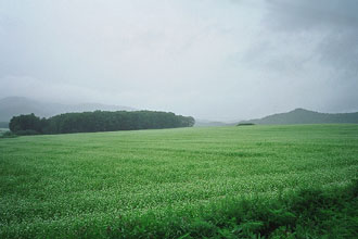 一面蕎麦蕎麦