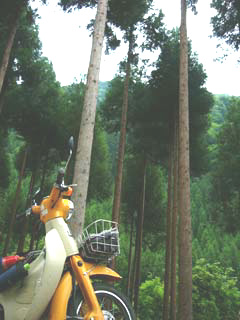 ビッグにになることを北山杉に誓う吉田カブ作